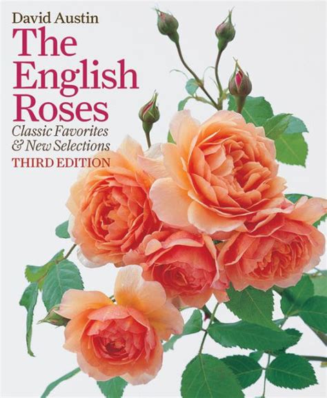 history of the english rose.